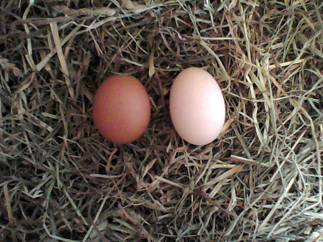 Oeufs tailles couleurs differentes
