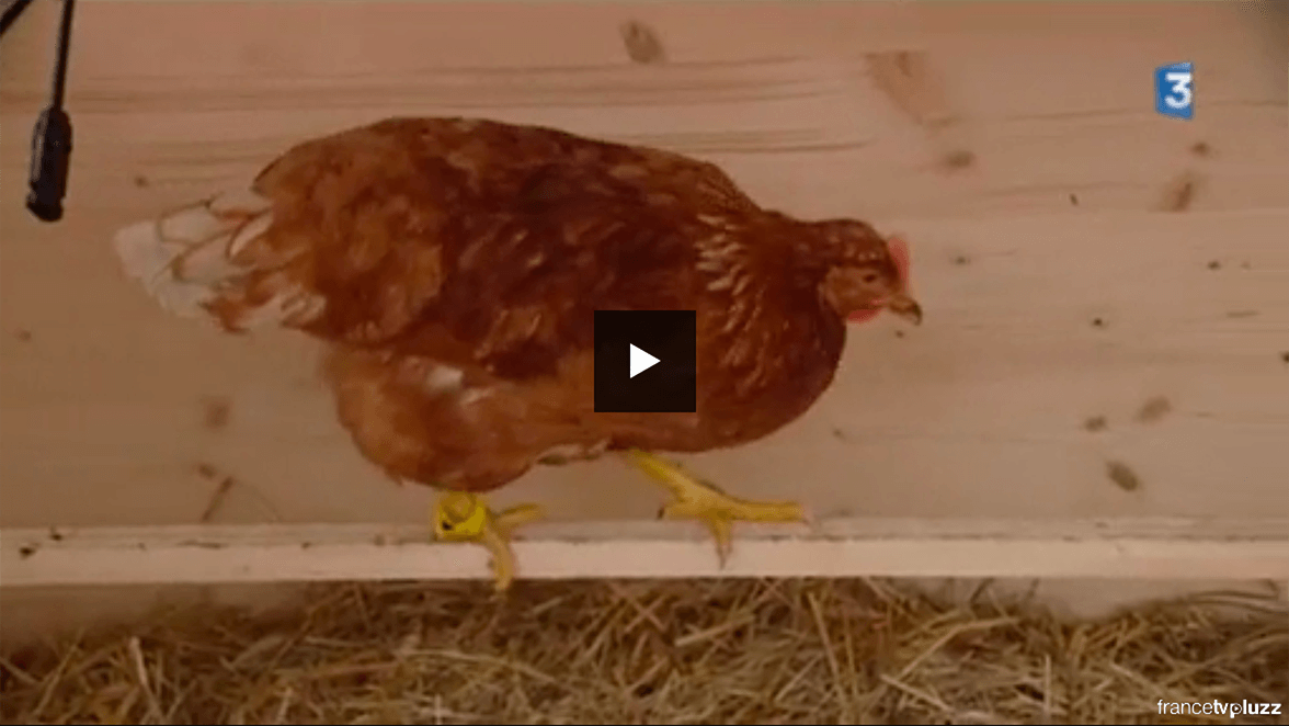 Eggs iting, Smart Chicken Coop on France 3